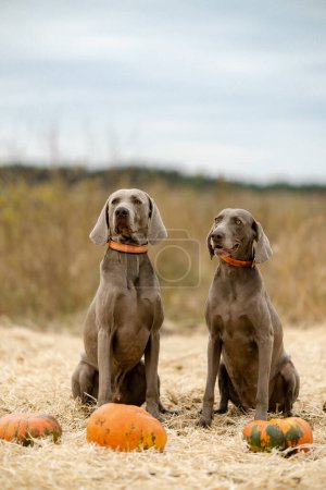 Photo for Two Weimar pointer dogs are sitting in a field near pumpkins. Dogs are getting ready for Halloween. - Royalty Free Image
