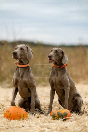 Photo for Two Weimar pointer dogs are sitting in a field near pumpkins. Dogs are getting ready for Halloween. - Royalty Free Image
