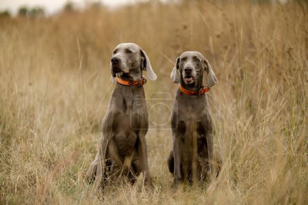 Photo for Weimar pointing dogs on the hunt. Hunting with a dog for large birds. Autumn hunting with a dog. - Royalty Free Image