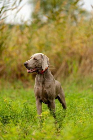 Photo for Weimaraner on the hunt. Breeding hunting dogs. - Royalty Free Image