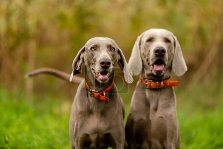 Photo for Weimaraner on the hunt. Breeding hunting dogs. - Royalty Free Image