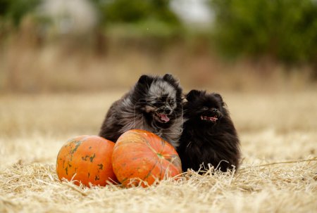 Photo for Cute Pomeranian puppies sit in a field near orange pumpkins on Halloween eve. Preparing for Halloween. - Royalty Free Image