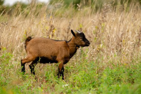 Photo for A brown young goat grazes in a meadow. Breeding small ornamental goats. - Royalty Free Image