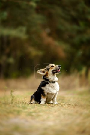 Photo for Welsh Corgi on a walk in the forest in autumn. Love and care for the Welsh Corgi. Problems breeding a Welsh Corgi. - Royalty Free Image