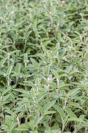 Spice plant: sage, (salvia officinalis), in the vegetable garden. Salvia officinalis, garden sage, common sage.