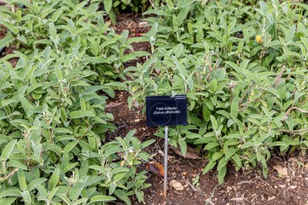 Foto de Especie vegetal: salvia, (salvia officinalis), en el huerto. Salvia officinalis, salvia de jardín, salvia común. - Imagen libre de derechos