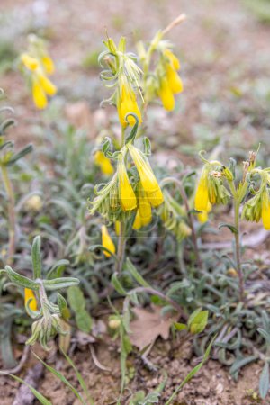 Photo for Onosma taurica, Onosma cinerea, Golden-flowered onosma, Boraginaceae. Wild plant shot in spring. Turkish name: Onosma mirabilis Khokhr, Emzik otu. - Royalty Free Image