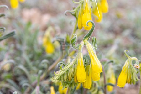 Photo for Onosma taurica, Onosma cinerea, Golden-flowered onosma, Boraginaceae. Wild plant shot in spring. Turkish name: Onosma mirabilis Khokhr, Emzik otu. - Royalty Free Image