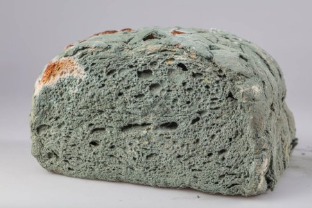 Photo for Moldy bread  white background, Moldy bread, expired can not eat any more. Sliced bread with fungal mold. Spoiled, moldy inedible food. Close-up, selective focus. Place for text. - Royalty Free Image