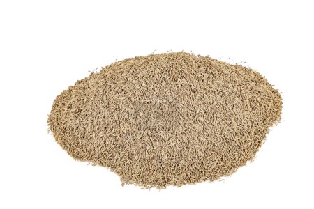 Hinojo en polvo y semillas de hinojo, Ingrediente de cocina del sur de la India, masala, especias. Una imagen de fondo macro de especias de semillas de hinojo. Fondo de textura de semilla de hinojo, hierbas.