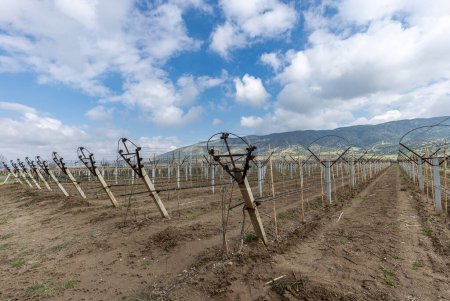 Close-up view of pruned vines tied to a wire trellis, green grass between the rows, vines twisting from the trunk in the vineyard in Saridol, Manisa, Turkey.