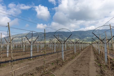 Vue rapprochée de vignes taillées attachées à un treillis métallique, herbe verte entre les rangs, vignes tordues du tronc dans le vignoble à Saridol, Manisa, Turquie.