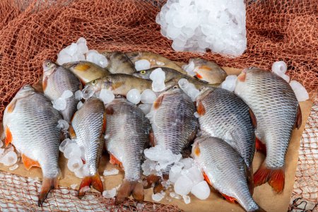 Las carpas de pescado de agua dulce se venden en el puesto del pescadero. Pescado crudo de carpa Greas en el puesto del mercado. Contador del supermercado de mariscos lleno de pescado fresco. Concepto de entrega de pescado fresco.