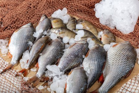 Freshwater fish carp are sold at the fishmonger's stall. Raw Greas carp fish on the market stall. Seafood supermarket counter full of fresh fish. Fresh fish delivery concept.