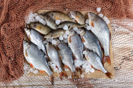 Freshwater fish carp are sold at the fishmonger's stall. Raw Greas carp fish on the market stall. Seafood supermarket counter full of fresh fish. Fresh fish delivery concept.
