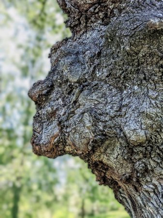 Foto de Natural face profile of tree spirit in white oak tree trunk - Imagen libre de derechos