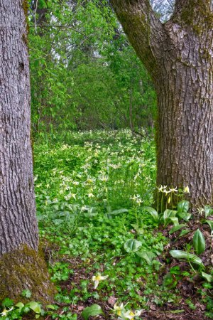 Foto de Liliums cervatillos en prado forestal - Imagen libre de derechos