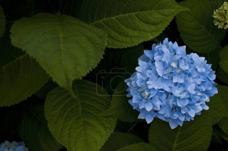 Foto de Primer plano de hortensia azul aislada con rocío matutino - Imagen libre de derechos