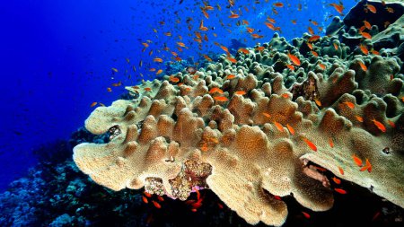 Photo for Underwater photo of a coral reef. From a scuba dive in the Red Sea in Egypt. - Royalty Free Image
