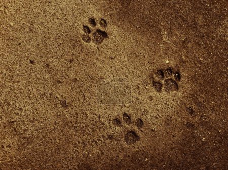 Foto de Pies de gato pisando el suelo. Textura de hormigón para fondo. Piedras en color abstracto. - Imagen libre de derechos
