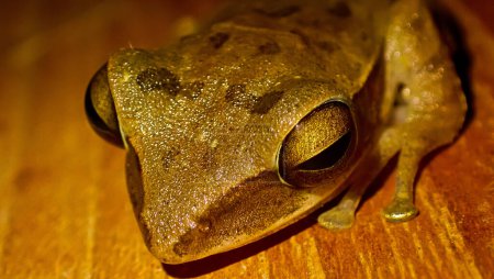 Foto de Macro photo of a frog and its face in golden colours. - Imagen libre de derechos
