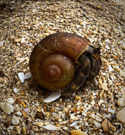 Photo for Hermit crab on a beach - Royalty Free Image