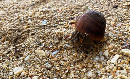 Téléchargez les photos : Crabe d'Eremit sur une plage - en image libre de droit