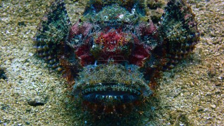 Téléchargez les photos : Underwater macro and close up photo of a scorpion fish. From a scuba dive in Thailand. - en image libre de droit