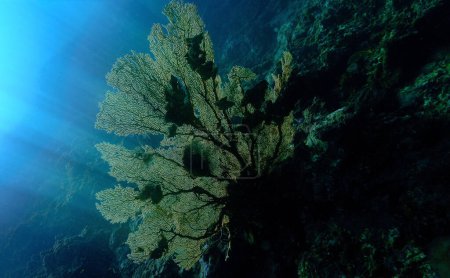 Foto de Foto submarina de un enorme y hermoso abanico de coral gorgoniano en un arrecife - Imagen libre de derechos