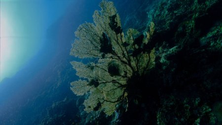 Téléchargez les photos : Photo sous-marine d'énormes et belles gorgones de corail éventail à un récif - en image libre de droit