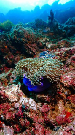 Téléchargez les photos : Photo sous-marine d'anémone et de clownfish sur un récif corallien mou coloré - en image libre de droit