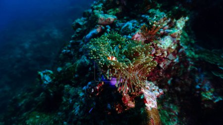 Foto de Foto submarina de anémona y pez payaso en un colorido arrecife de coral suave - Imagen libre de derechos