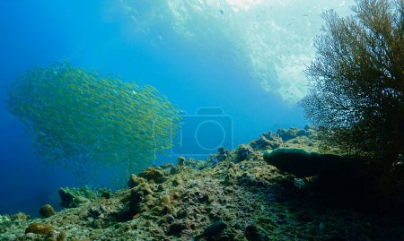 Foto de Foto submarina de escuelas de peces en un hermoso paisaje con rayos de luz - Imagen libre de derechos