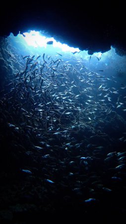Téléchargez les photos : Photo sous-marine d'une plongée sous-marine de l'école de poissons à l'intérieur d'une grotte avec une belle lumière bleue. - en image libre de droit