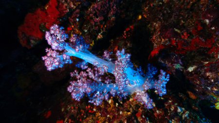 Foto de Foto submarina de hermosos y coloridos corales suaves. Desde una inmersión en Tailandia. - Imagen libre de derechos