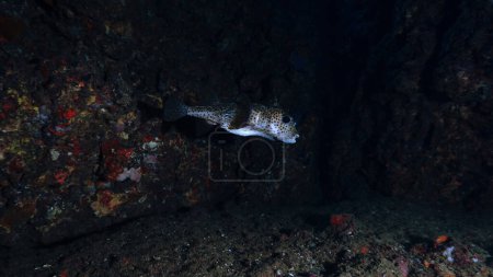 Foto de Underwater photo of a Pufferfish inside a cave - Imagen libre de derechos