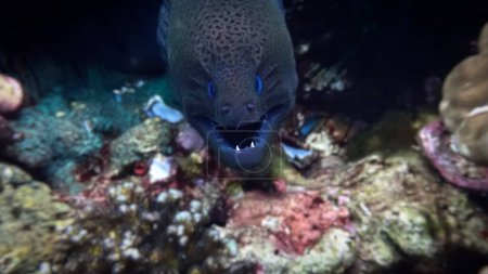 Foto de Underwater and close up photo of a smiling Moray eel - Imagen libre de derechos