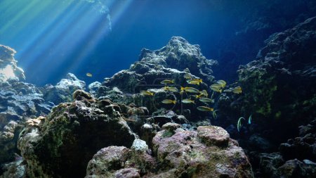 Foto de Artistic underwater photography of rays of sunlight inside a cave - Imagen libre de derechos