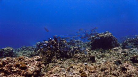 Foto de Foto submarina de la escuela de peces en un arrecife de coral - Imagen libre de derechos