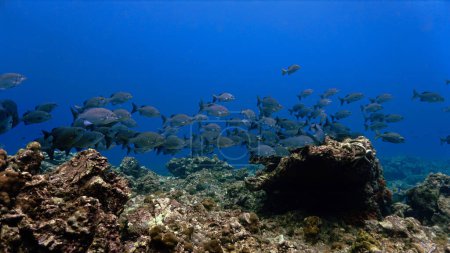 Foto de Foto submarina de la escuela de peces en un arrecife de coral - Imagen libre de derechos