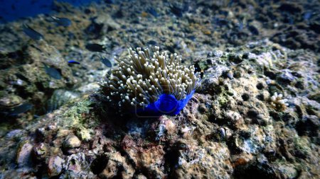 Téléchargez les photos : Photo sous-marine d'une fleur d'anémone sur un récif corallien - en image libre de droit
