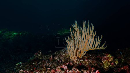 Foto de Foto submarina de corales en mar oscuro profundo - Imagen libre de derechos