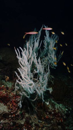 Téléchargez les photos : Photo sous-marine de coraux en haute mer sombre - en image libre de droit