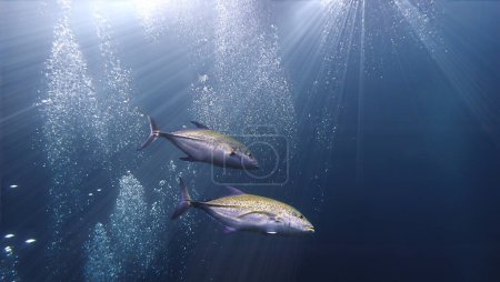 Téléchargez les photos : Photographie sous-marine de poissons Golden Trevally en haute mer. - en image libre de droit