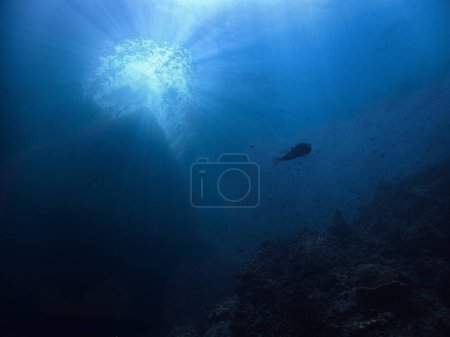 Téléchargez les photos : Photo sous-marine d'un poisson-globe sous les rayons du soleil - en image libre de droit