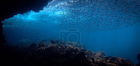Foto de Fotografía artística submarina de rayos de luz solar y escuela de peces sobre un arrecife de coral - Imagen libre de derechos