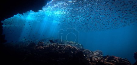 Fotografía artística submarina de rayos de luz solar y escuela de peces sobre un arrecife de coral