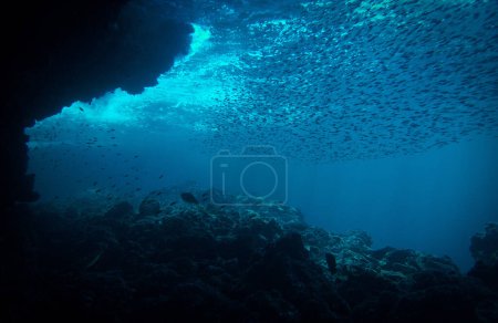 Foto de Fotografía artística submarina de rayos de luz solar y escuela de peces sobre un arrecife de coral - Imagen libre de derechos