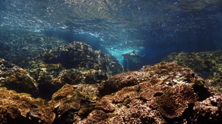 Foto de Foto submarina de tiburón de arrecife de punta negra en el arrecife de coral bajo una hermosa luz. Desde una inmersión en el mar de Andamán en Tailandia. - Imagen libre de derechos