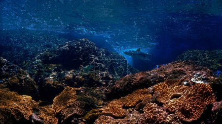 Téléchargez les photos : Photo sous-marine du requin de récif Blacktip au récif corallien dans une belle lumière. D'une plongée sous-marine dans la mer d'Andaman en Thaïlande. - en image libre de droit